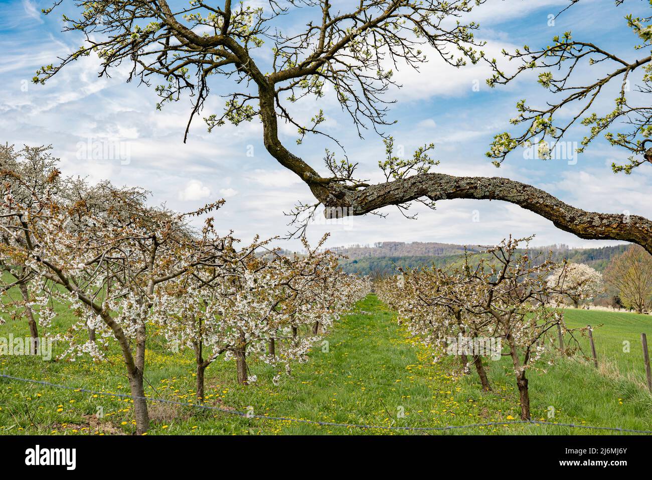 Vue à travers une rangée de cerisiers à fleurs blanches et à tiges basses dans une plantation Banque D'Images