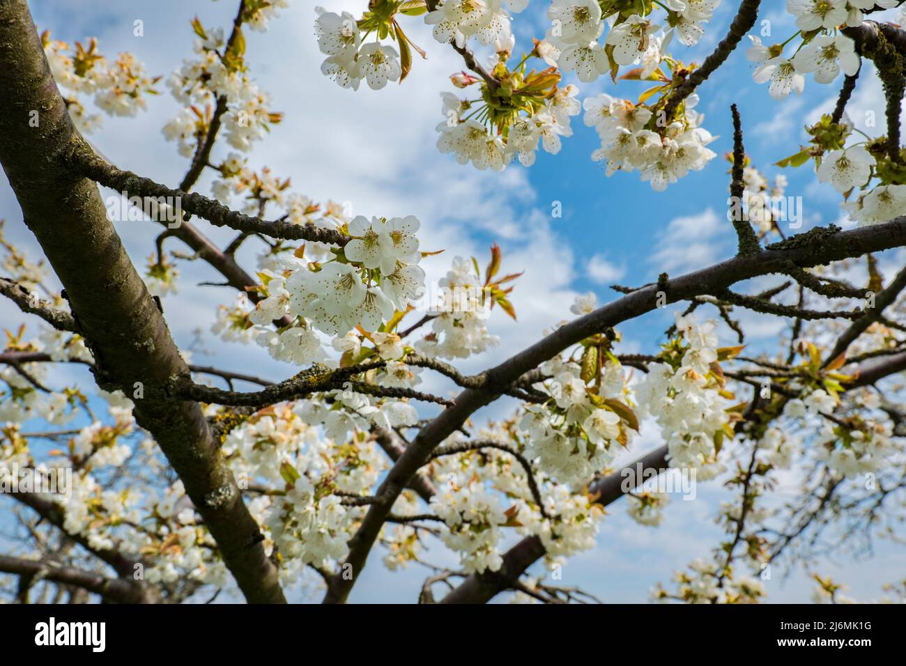 Photo à travers les branches d'un cerisier à fleurs blanches Banque D'Images