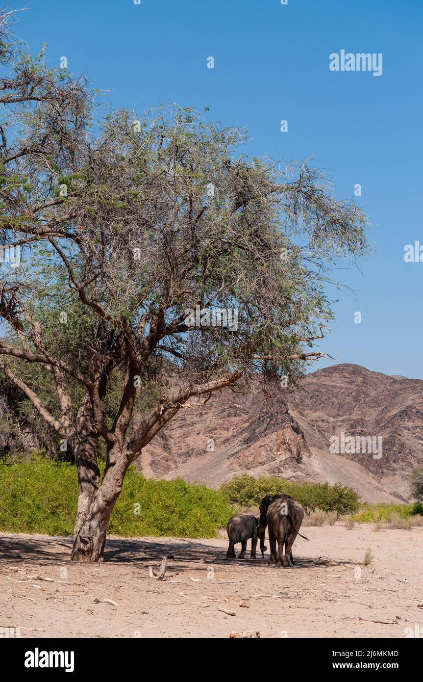 Photo grand angle d'un éléphant de désert africain adulte - Loxodonta Africana - et son veau errant dans le désert dans le nord-ouest de la Namibie. Banque D'Images