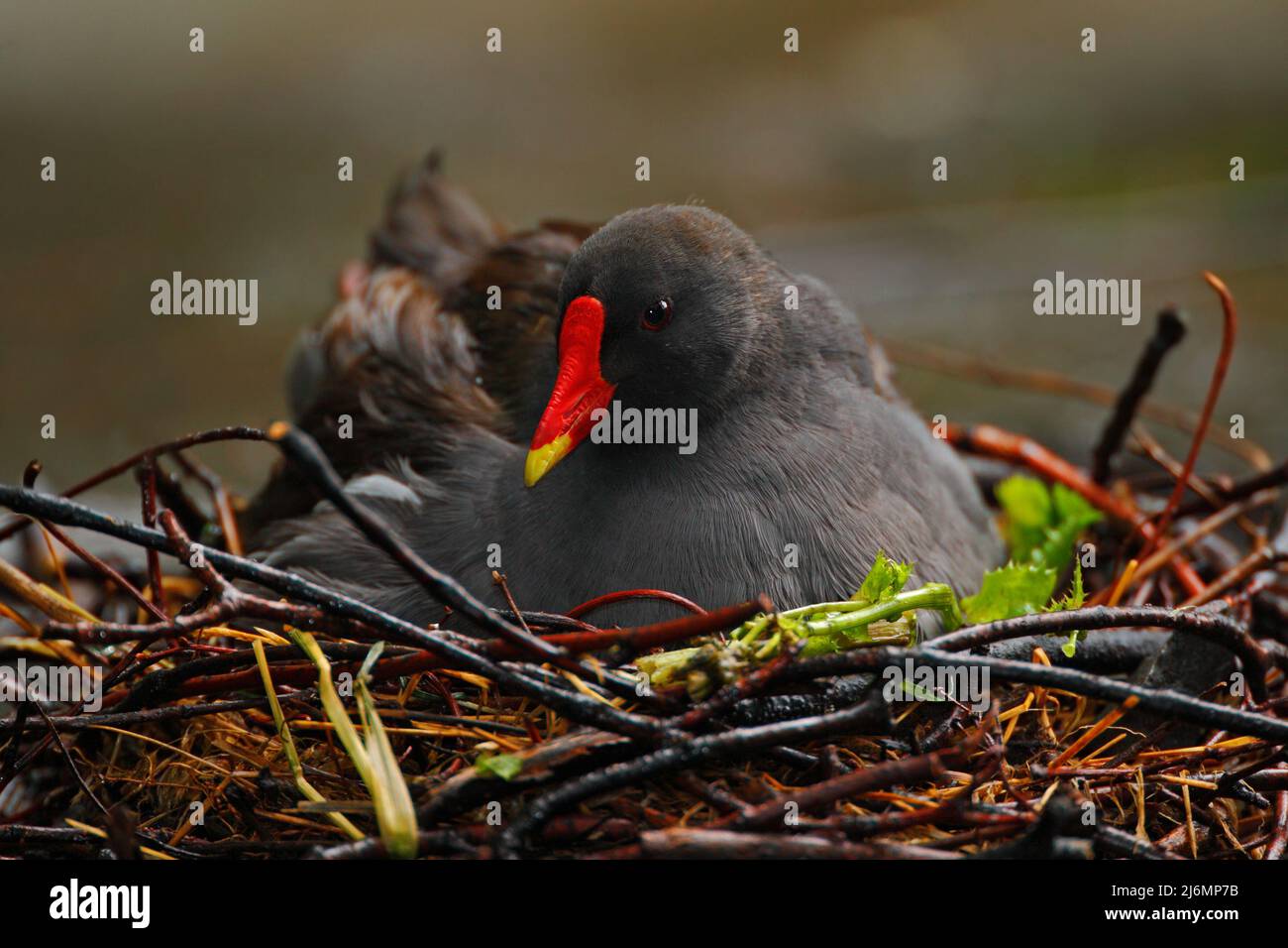 Oiseau gris foncé avec bec rouge jaune Mooren commun, Gallinula chloropus, assis sur le nid avec des œufs Banque D'Images