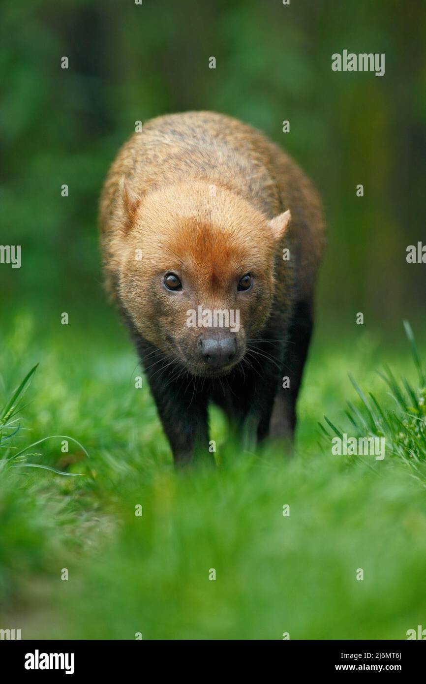 seul, animal, aquila, beak, beau, oiseau, brun, carnivore, capture, froid, danger, drame, aigle, manger, faune, plumes, aliments pour animaux, poisson, nourriture, forêt, renard, Banque D'Images