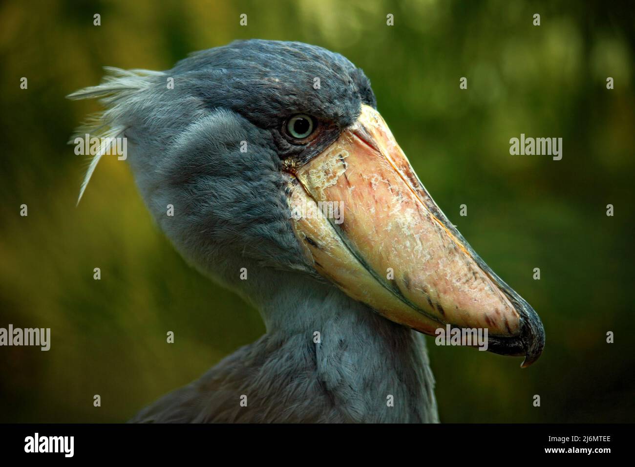 Portrait du grand oiseau de bec Shoebill, Balaeniceps rex Banque D'Images