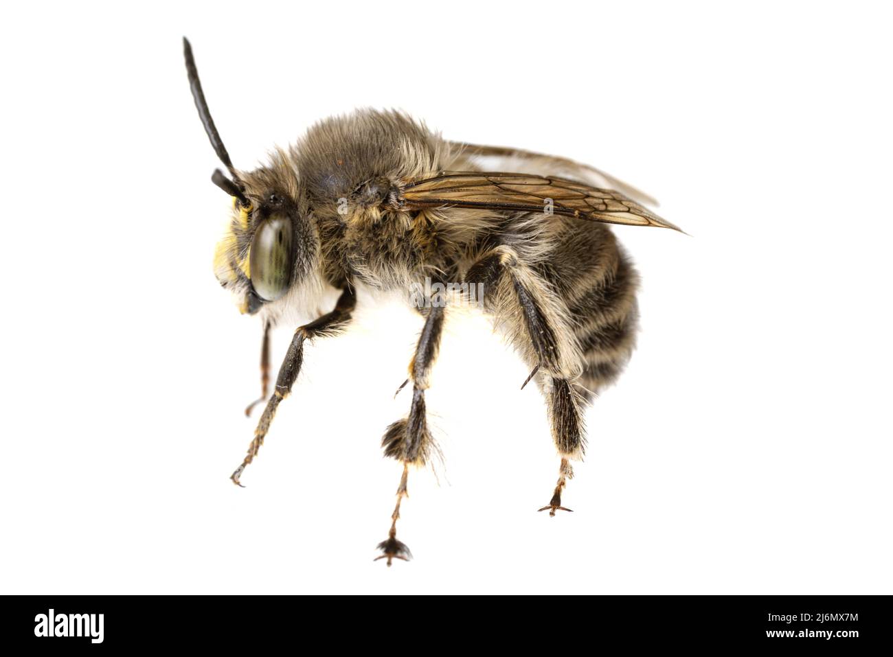 Insectes d'europe - abeilles: Macro d'Anthophora crinipes mâles (Pelzbienen) isolés sur fond blanc - vue latérale complète Banque D'Images