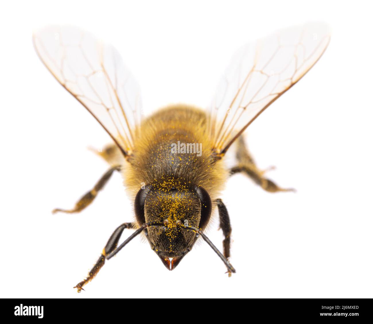 Insectes d'europe - abeilles: Vue de face de l'abeille occidentale ou de l'abeille européenne ( APIs mellifera) isolée sur fond blanc avec des ailes enrapées Banque D'Images