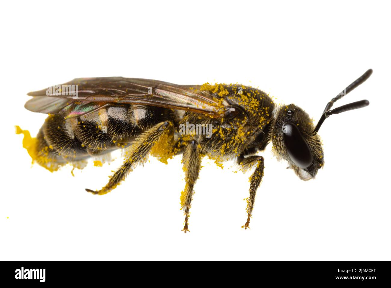Insectes d'europe - abeilles: Vue latérale macro de l'abeille douce femelle ( Lasioglossum german Schmalbiene ) isolée sur fond blanc avec du pollen partout Banque D'Images