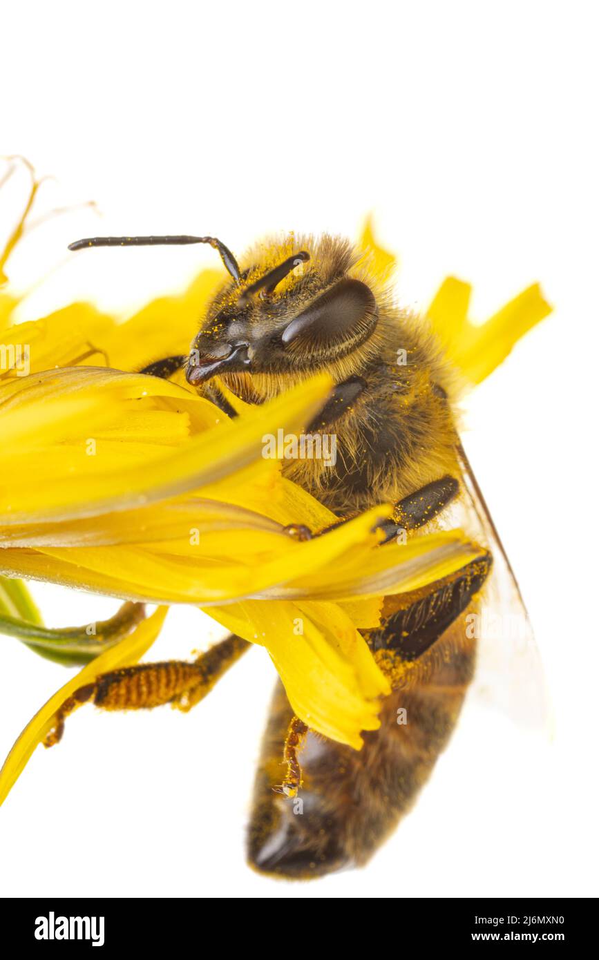 Insectes d'europe - abeilles: Macro de l'abeille européenne ( APIs mellifera) isolé sur fond blanc grimpant sur une fleur jaune Banque D'Images