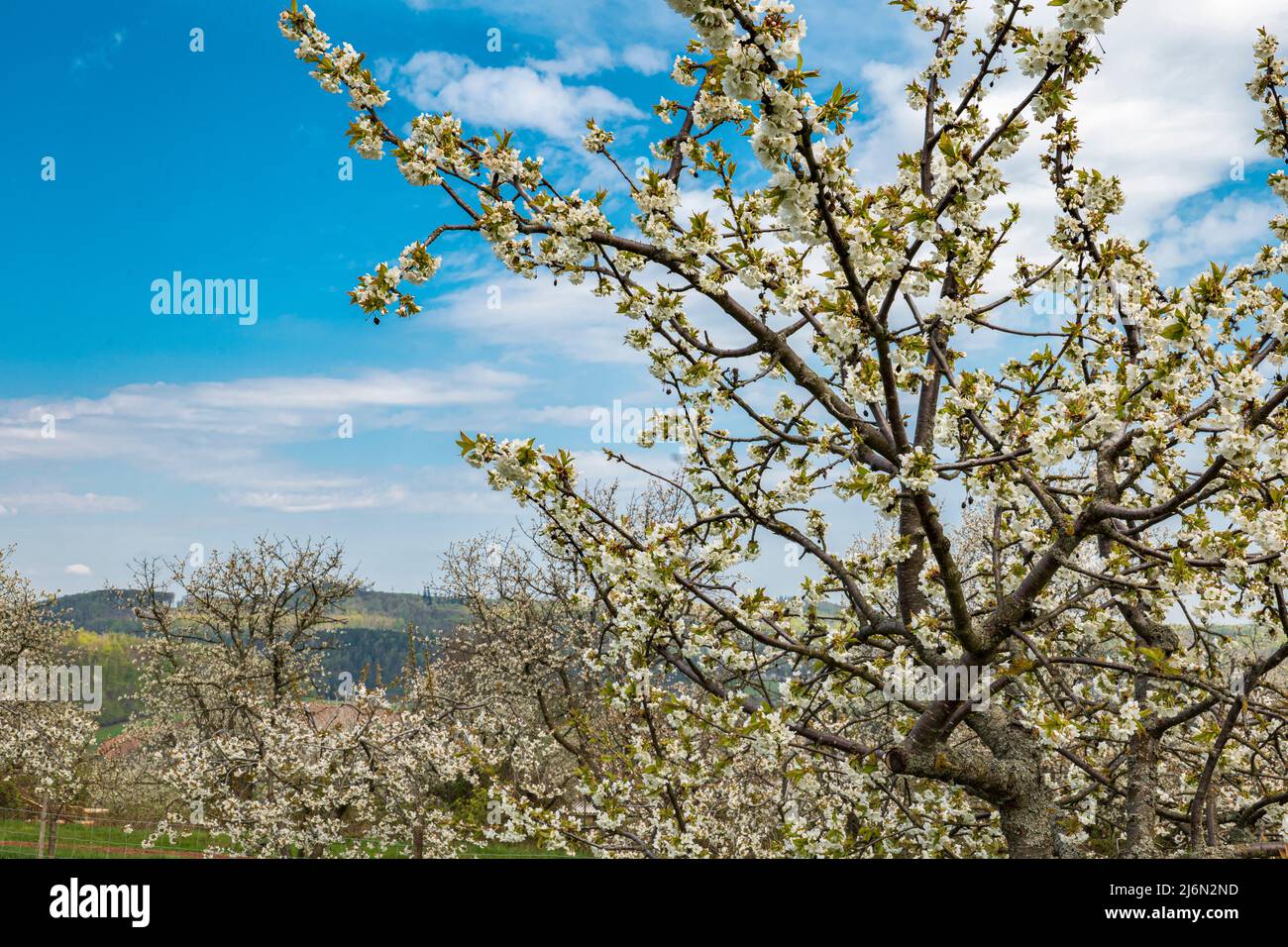 un cerisier à fleurs blanches, en arrière-plan une plantation de cerisiers Banque D'Images