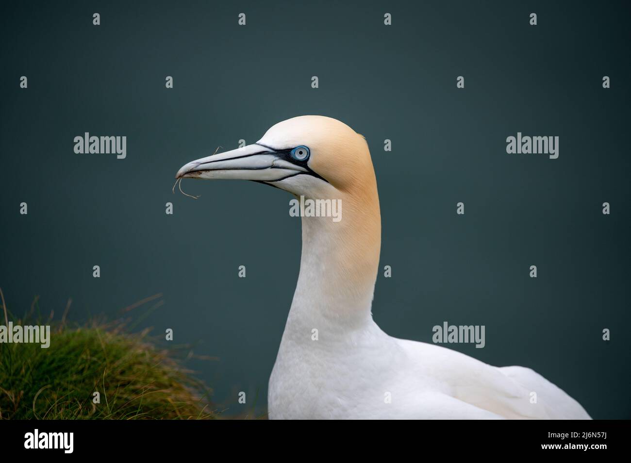 Le Gannet européen au bord de la falaise Banque D'Images