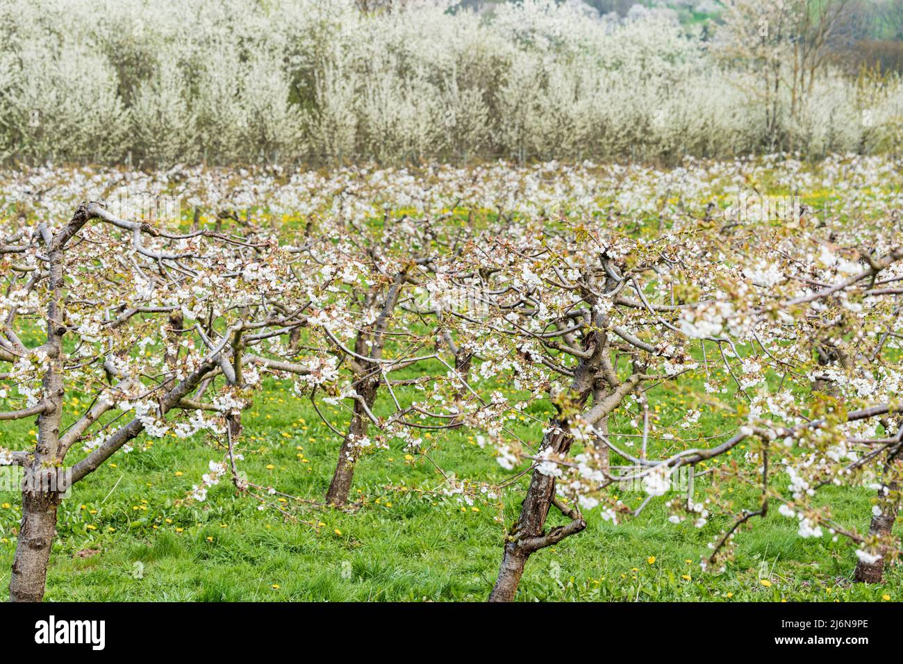 Vue sur une plantation de cerises à tige basse en fleurs Banque D'Images