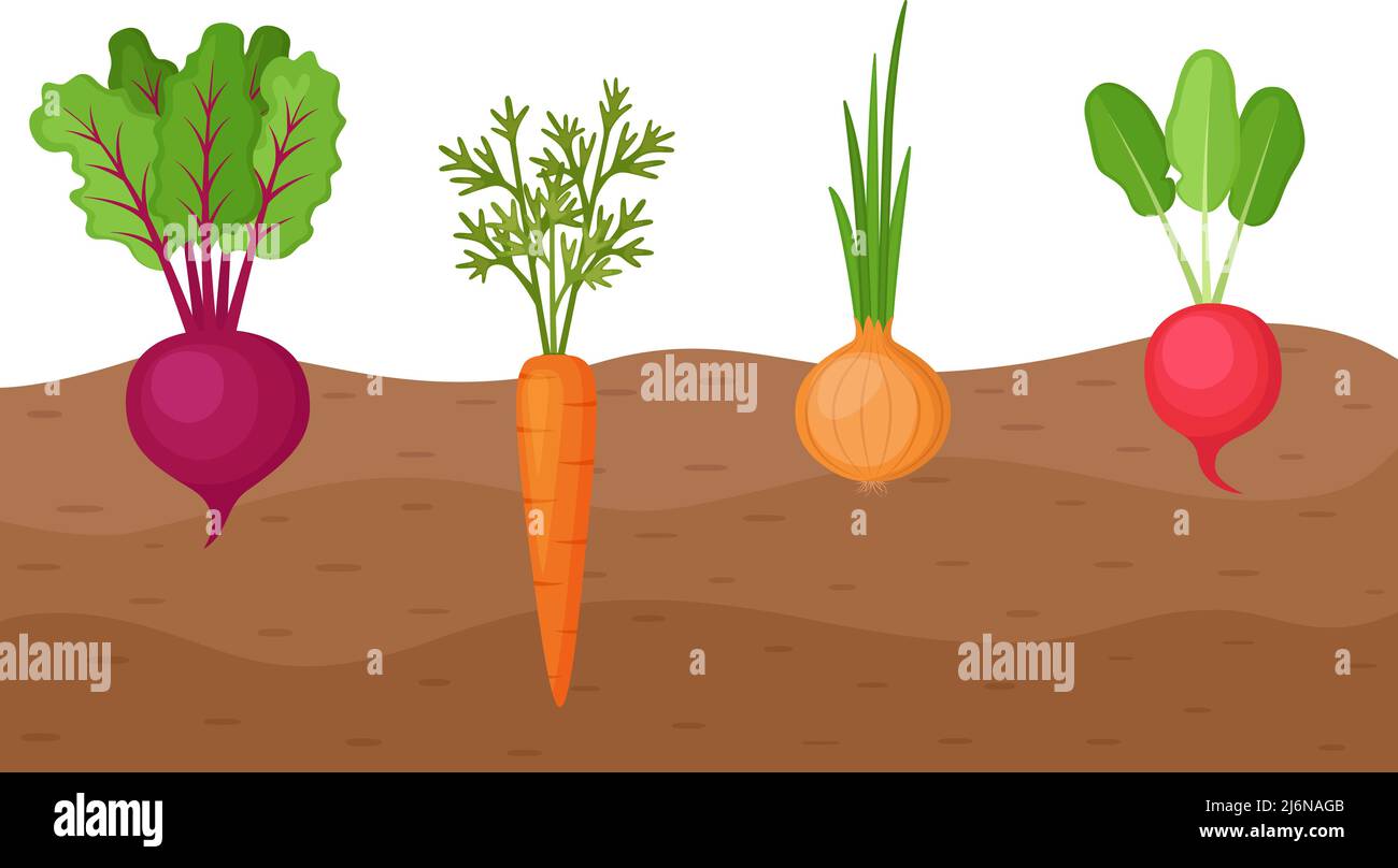 Légumes biologiques betteraves, carottes, oignons, radis croissant dans la terre, agriculture. Racines poussant sur la plaque végétale. Illustration vectorielle Illustration de Vecteur