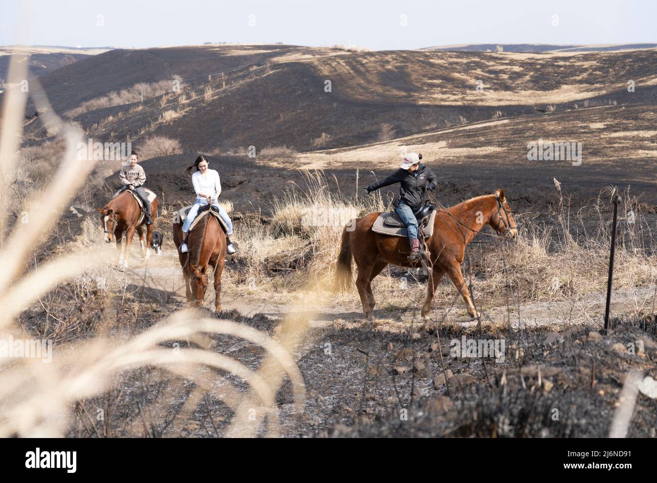 El patio Ranch, Frontier Horses, Aso, Kumamoto Kyushu, Japon Banque D'Images
