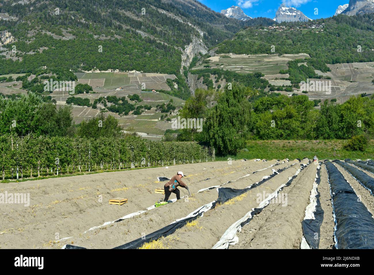 Récolteuses récoltant des asperges dans un champ de l'agro-industrie de Philfruits dans la vallée du Rhône, Riddes, Valais, Suisse Banque D'Images