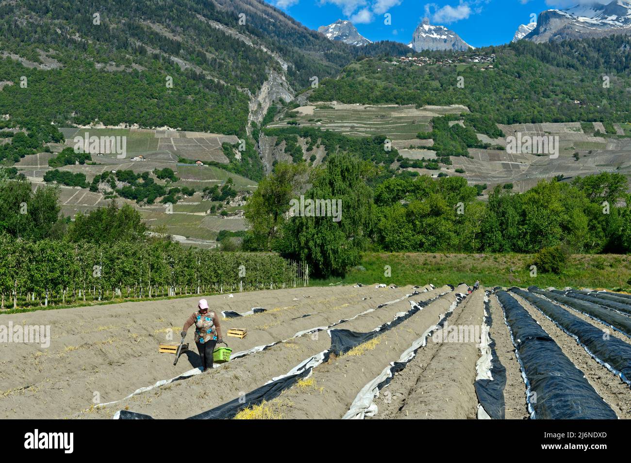 Ouvrier de la récolte avec un panier d'asperges dans un champ d'asperges de la compagnie agricole de Philfruit dans la vallée du Rhône, Riddes, Valais, Suissan Banque D'Images