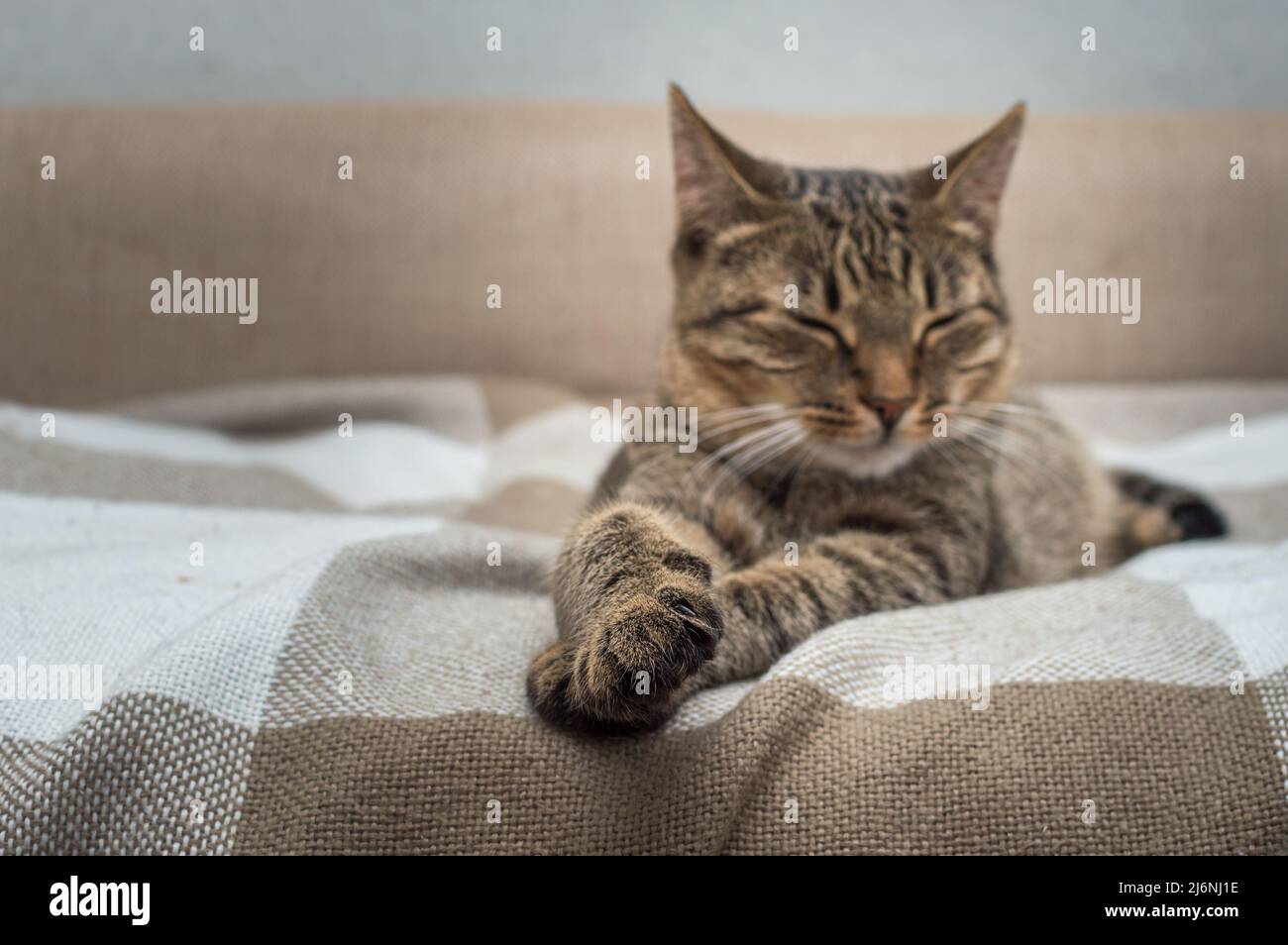 Beau chat gris avec des yeux jaunes pour dormir sur le lit. Mise au point douce Banque D'Images