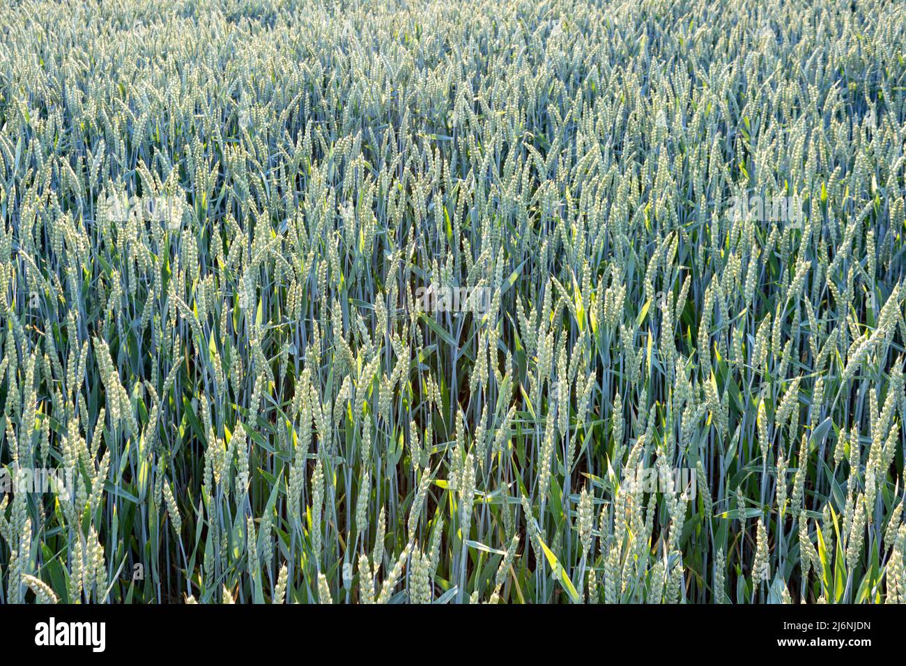 Champ de blé jeune (Triticum aestivum) en été en Allemagne, gros plan et plein cadre. contexte agricole Banque D'Images