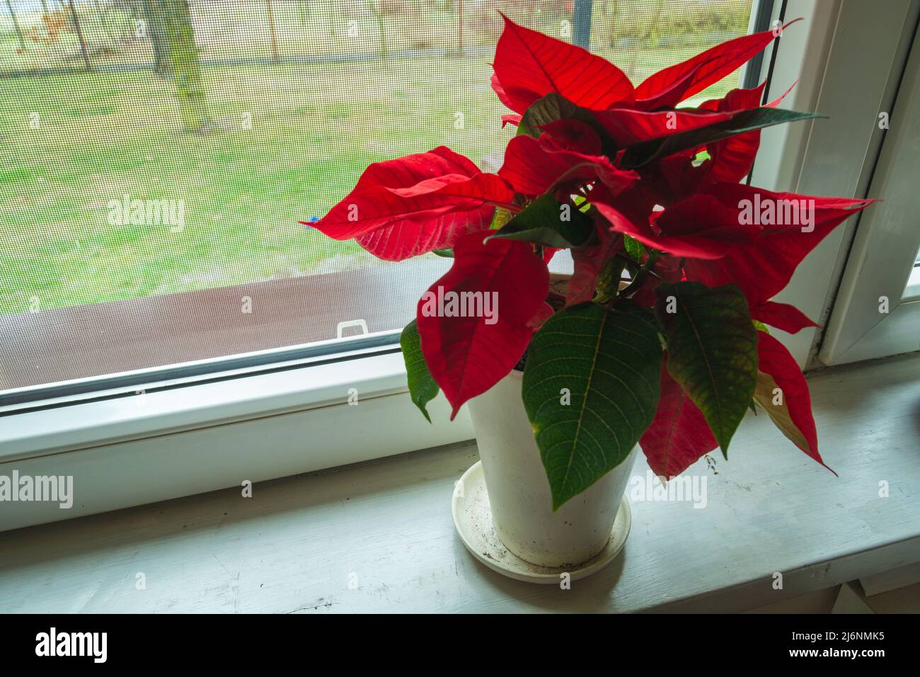 Fleur de poinsettia dans un pot debout sur un rebord de fenêtre Banque D'Images