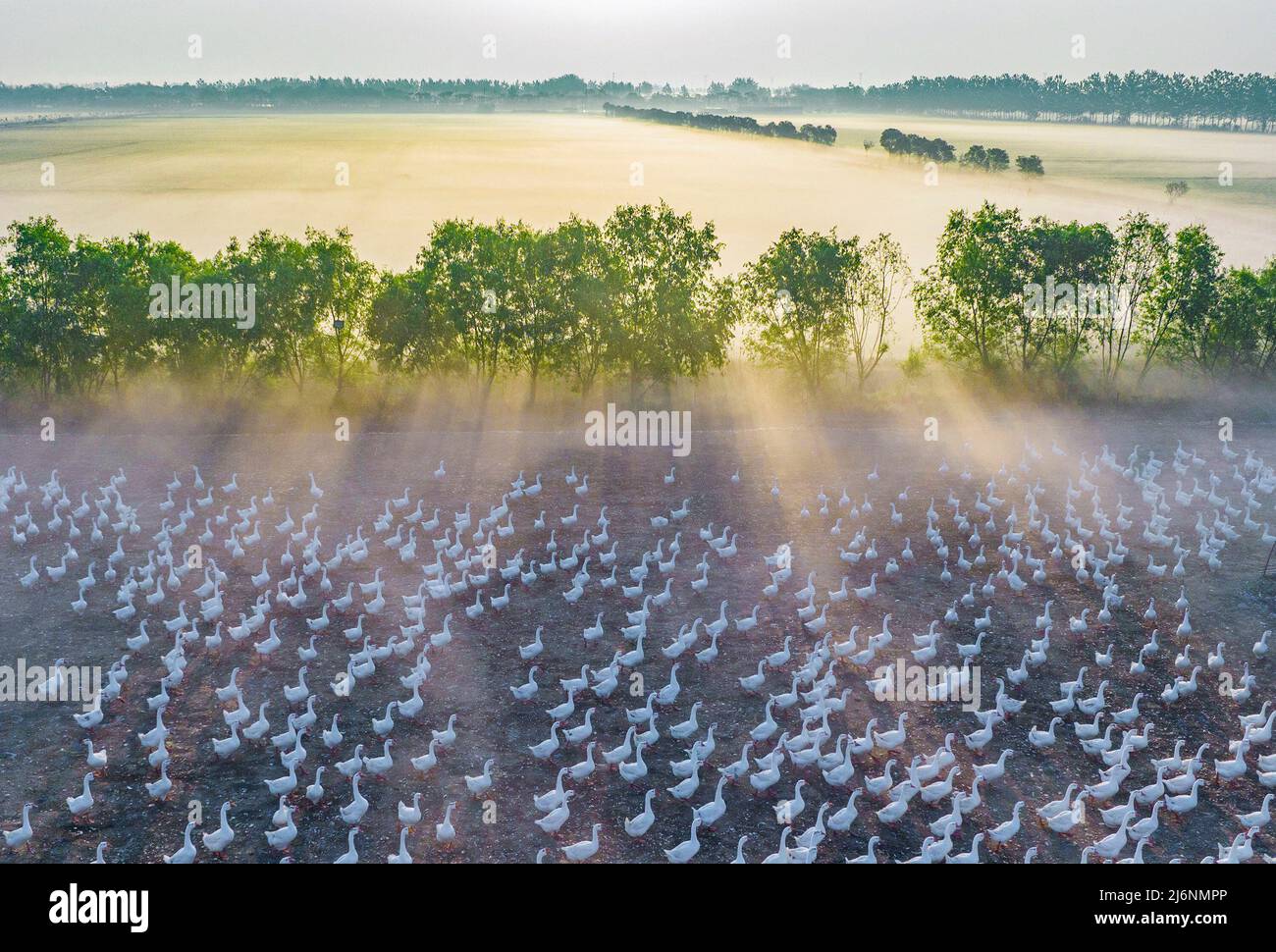 SUQIAN, CHINE - le 2 MAI 2022 - une base de reproduction écologique des oies à Suqian, province du Jiangsu, Chine, le 3 mai 2022. Banque D'Images