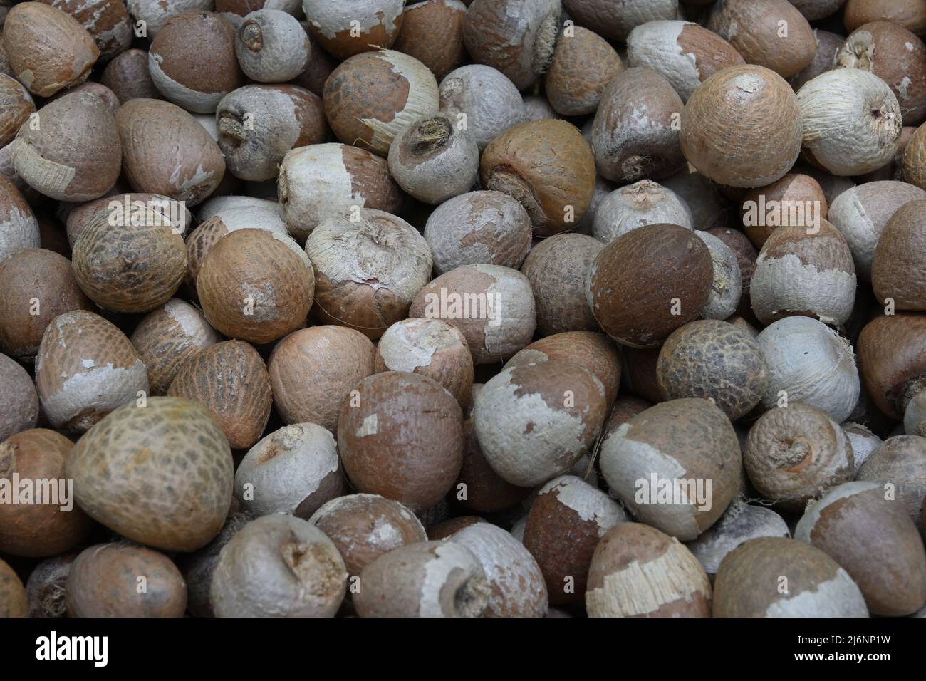 Vue latérale des écrous Areca ou des écrous betel déposés (Areca catechu) Banque D'Images