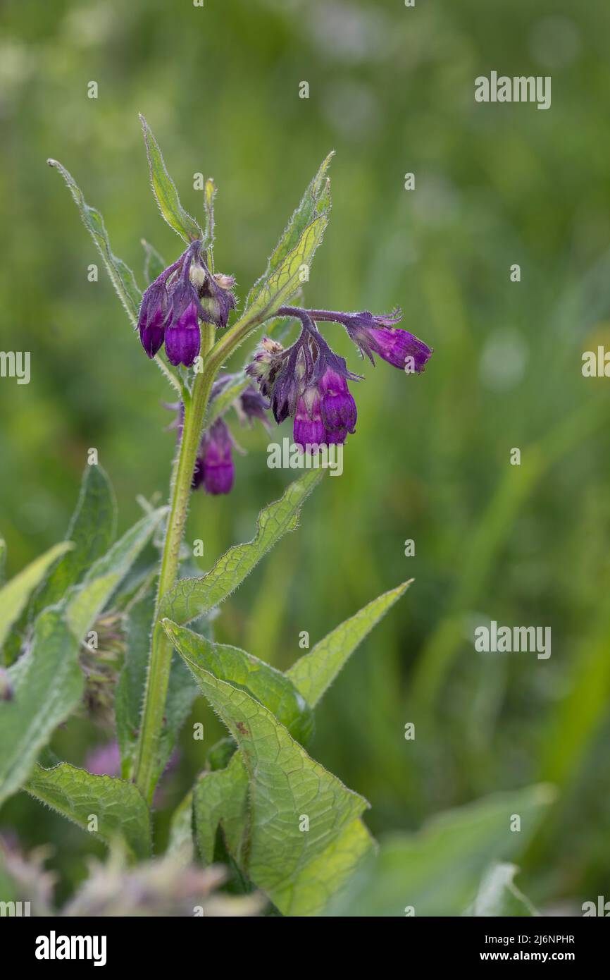 Beinwell, Echter Beinwell, Gewöhnlicher Beinwell, Arznei-Beinwell, Beinwurz, Wilder Komfrey, Symphytum officinale, Comfrey commun, véritable comfrey, comfr Banque D'Images