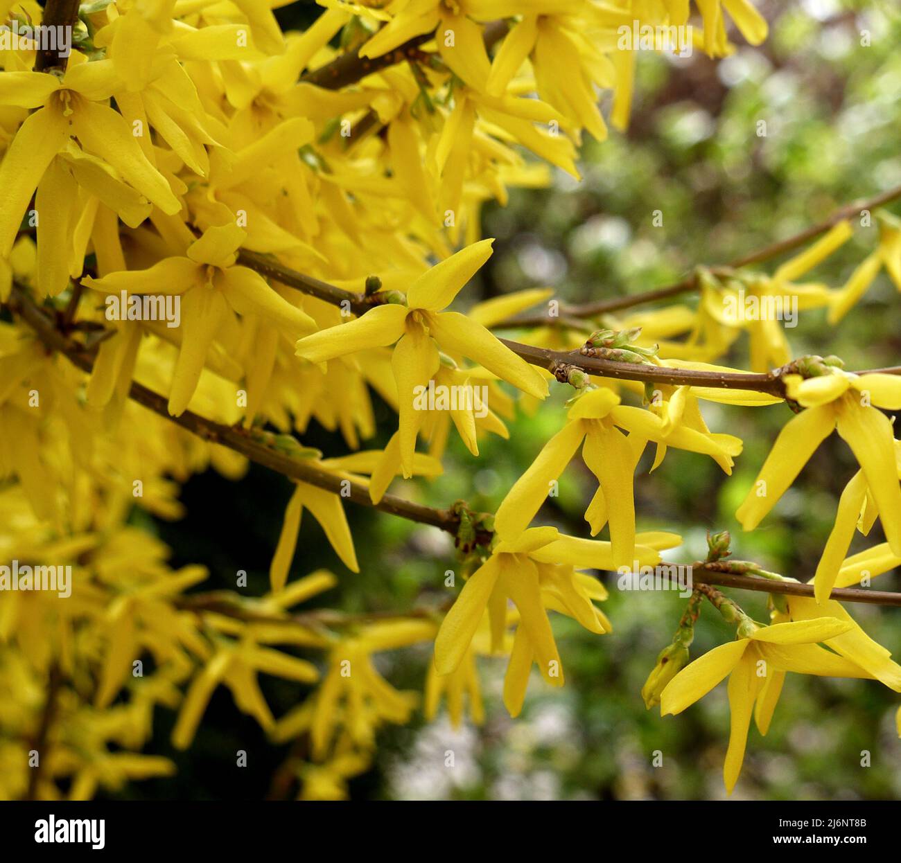 Gros plan sur les fleurs de forsynthia en fleurs Banque D'Images