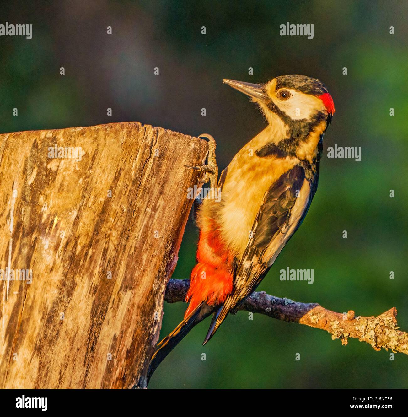 Great Spotted Woodpecker Banque D'Images