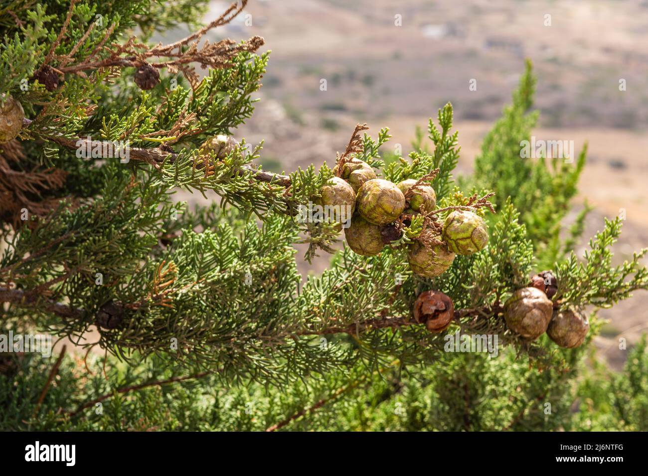 Branche de cyprès verte avec cônes. Brindilles fraîches aux fruits de la Grèce Banque D'Images