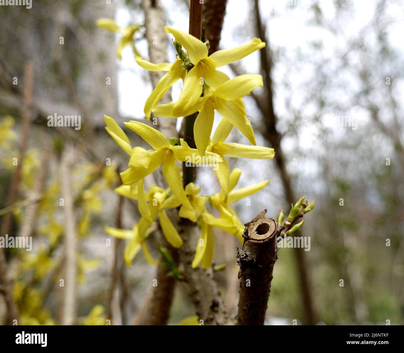 Gros plan sur les fleurs de forsynthia en fleurs Banque D'Images