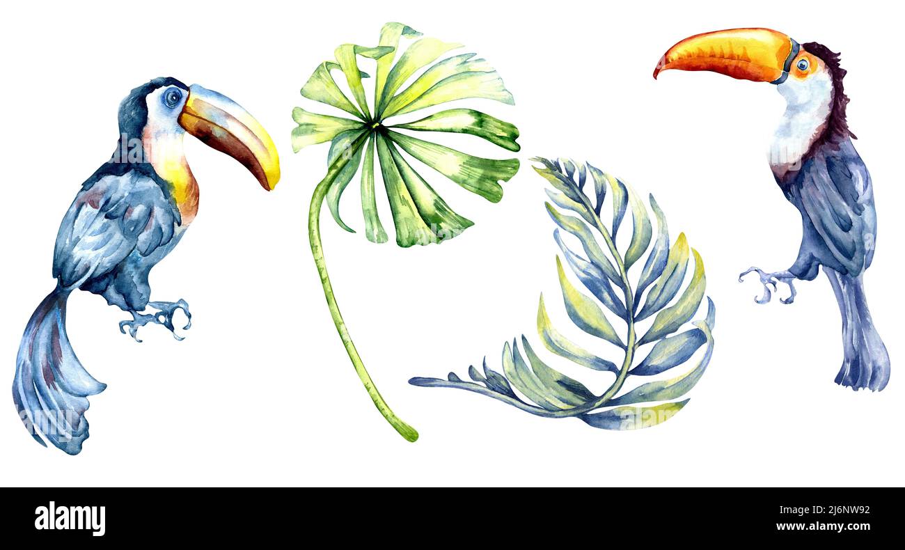 Ensemble de toucans exotiques oiseaux tropicaux aquarelle illustration, peint à la main divers oiseaux colorés avec grand bec, feuilles tropicales, paume pour la composition Banque D'Images