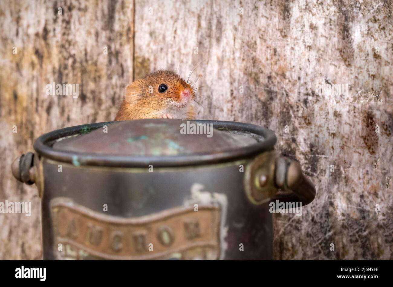 Une minuscule souris de récolte parmi les outils sur une étagère dans un atelier Banque D'Images