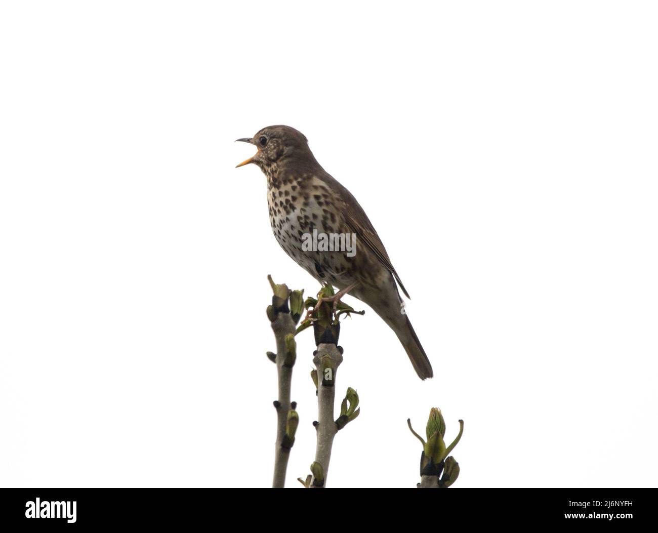 Mistle Thrush (Turdus viscivorus) Banque D'Images