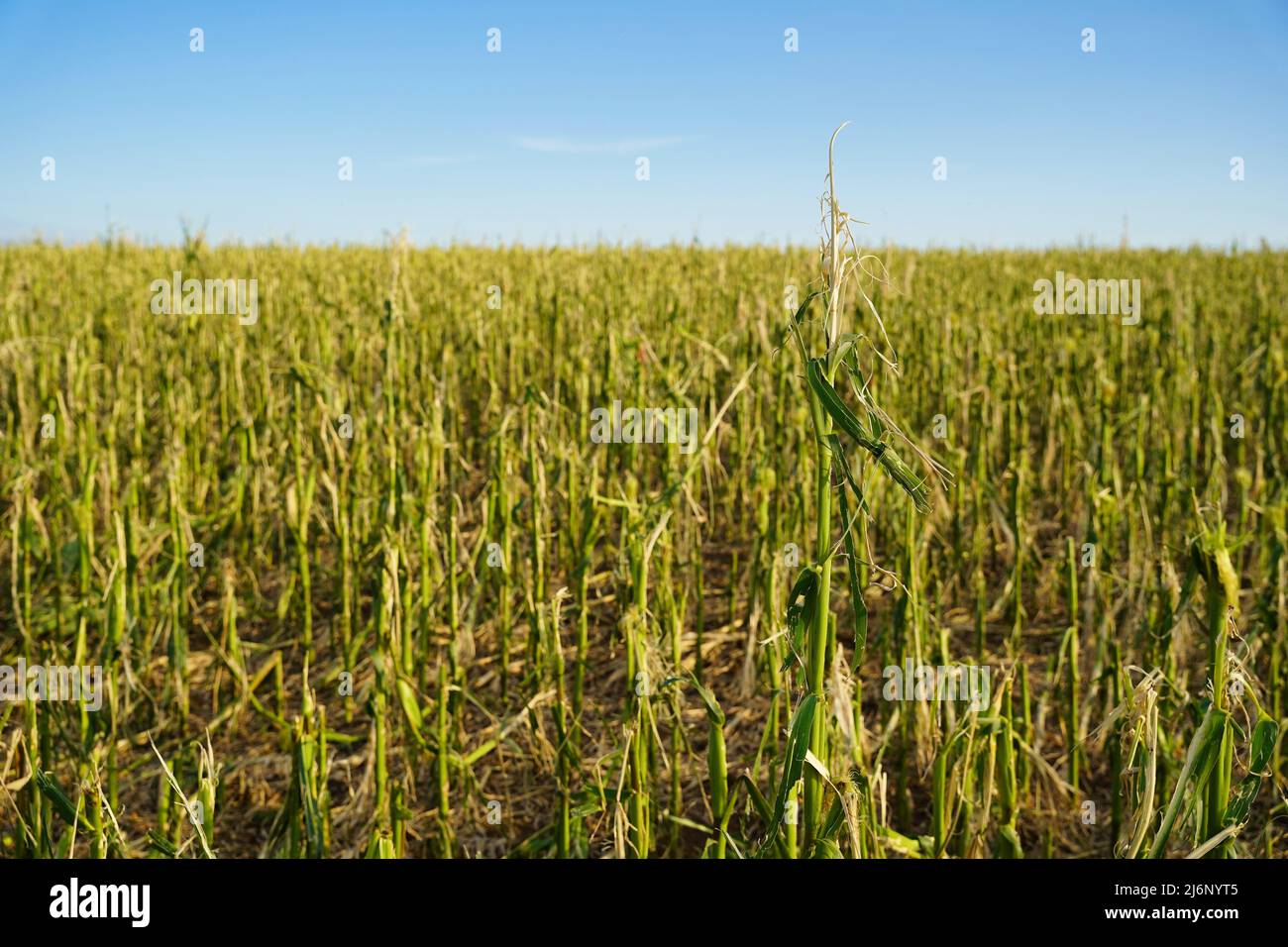 Dégâts massifs de récolte dans un champ de maïs causés par une forte tempête. Bavière, Allemagne. L'accent est mis sur l'usine à front élevé. Banque D'Images
