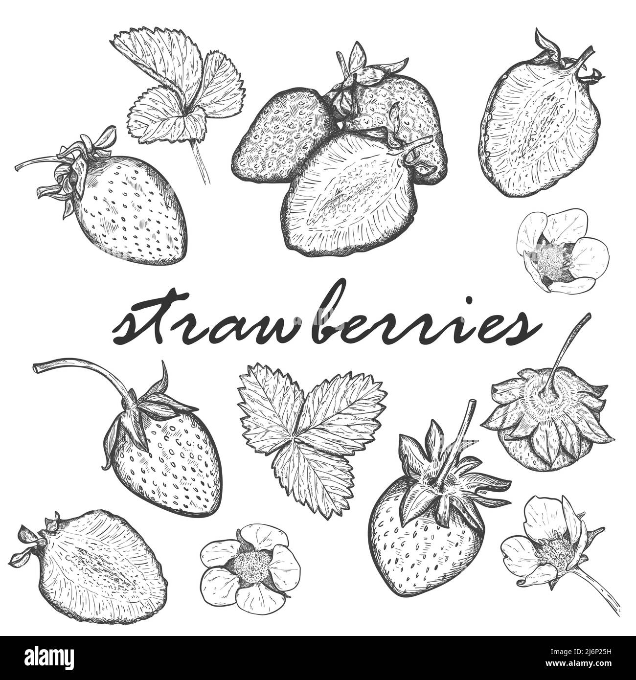 Grand ensemble de fraises. Collection avec baies, entières et en moitiés, feuilles et fleurs de fraise. Dessiné à la main et isolé sur blanc. Noir Illustration de Vecteur