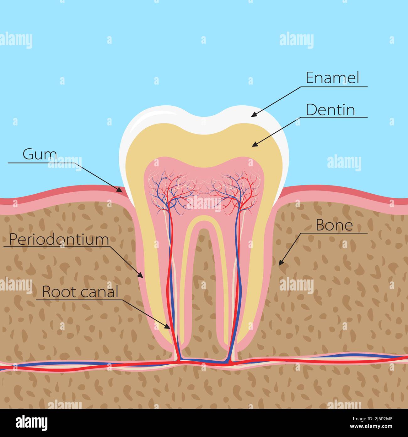 Structure de la dent humaine. La dent est incisée dans la gencive, avec des nerfs et des vaisseaux sanguins. Infographies en dentisterie avec les noms des éléments Illustration de Vecteur