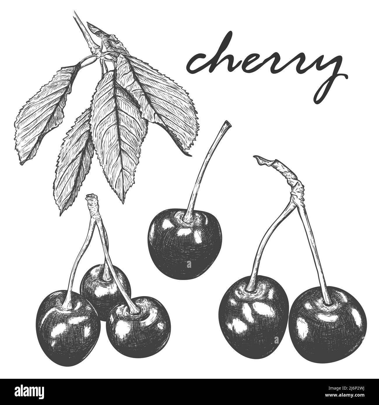 Un ensemble de croquis réalistes de cerises et de feuilles de cerisier. Plusieurs feuilles d'un cerisier sur une branche. Illustration botanique. Et dessinées à la main Illustration de Vecteur