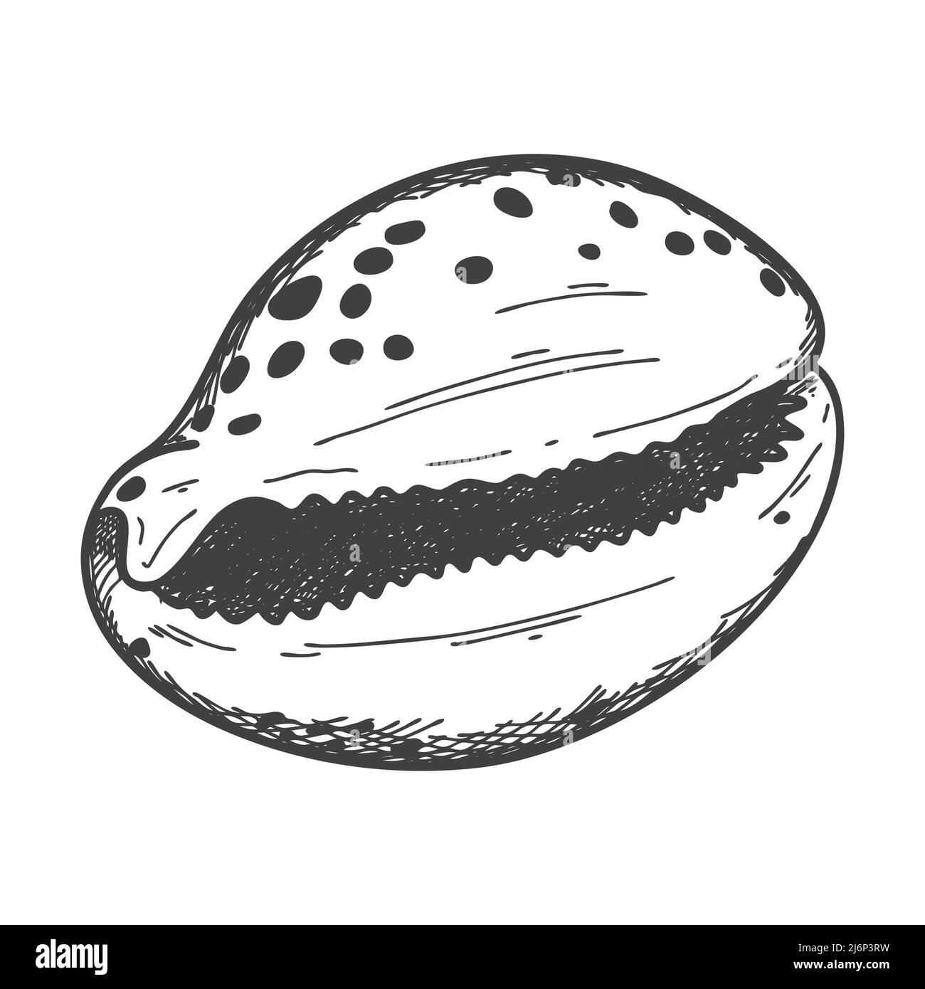 Coquillages dessinés à la main. Une coquille pleine, vide, fermée, plate et ovale d'un mollusque ou d'un escargot. Style d'esquisse, dessin gravé. Illustration noir et blanc iso Illustration de Vecteur