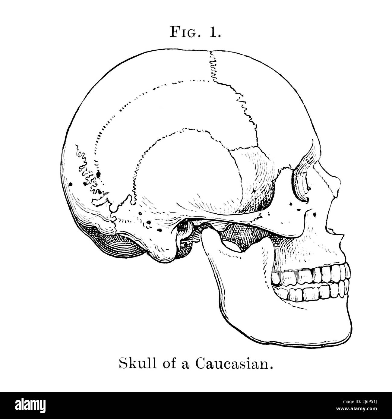 Crâne d'un caucasien tiré du livre ' Guide des spécimens illustrant les races de l'humanité (anthropologie), exposé dans le département de zoologie, British Museum (Natural History) ' par British Museum (Natural History). Département de zoologie; Richard Lydekker, 1849-1915 Date de publication 1908 Banque D'Images