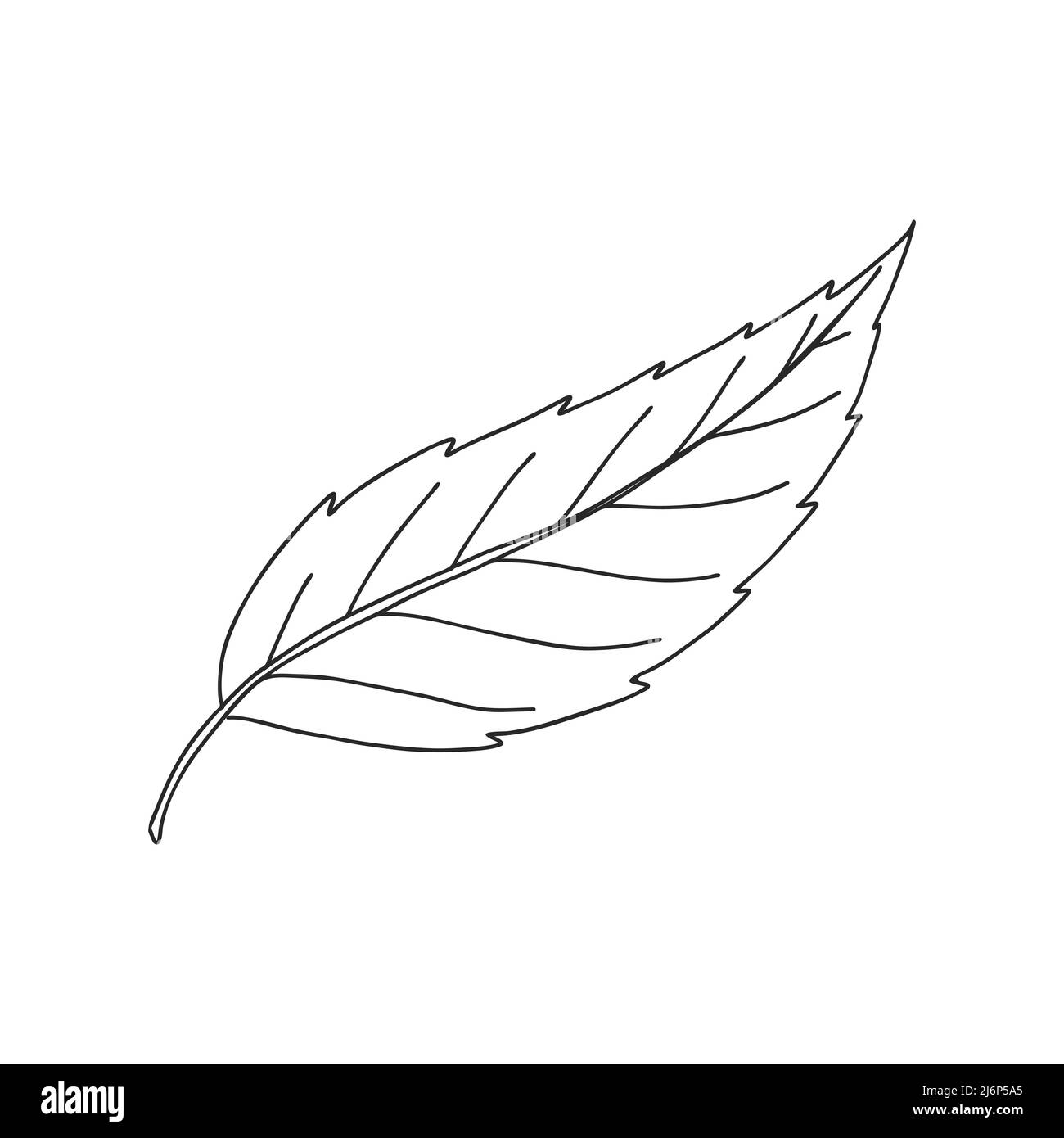 Une feuille ordinaire d'une plante. Élément décoratif botanique pour la conception d'articles, de magazines, de recettes et de menus. Illustrateur vectoriel noir et blanc simple Illustration de Vecteur