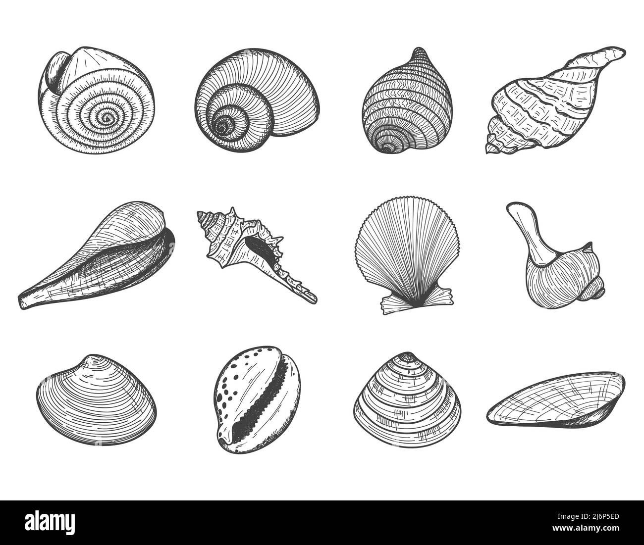 Un ensemble de coquillages vides. Les coquillages d'esquisse de mollusques, coquillages, moules, Nautilus. Le dessin gravé est dessiné à la main. Style Doodle. Noir et blanc Illustration de Vecteur