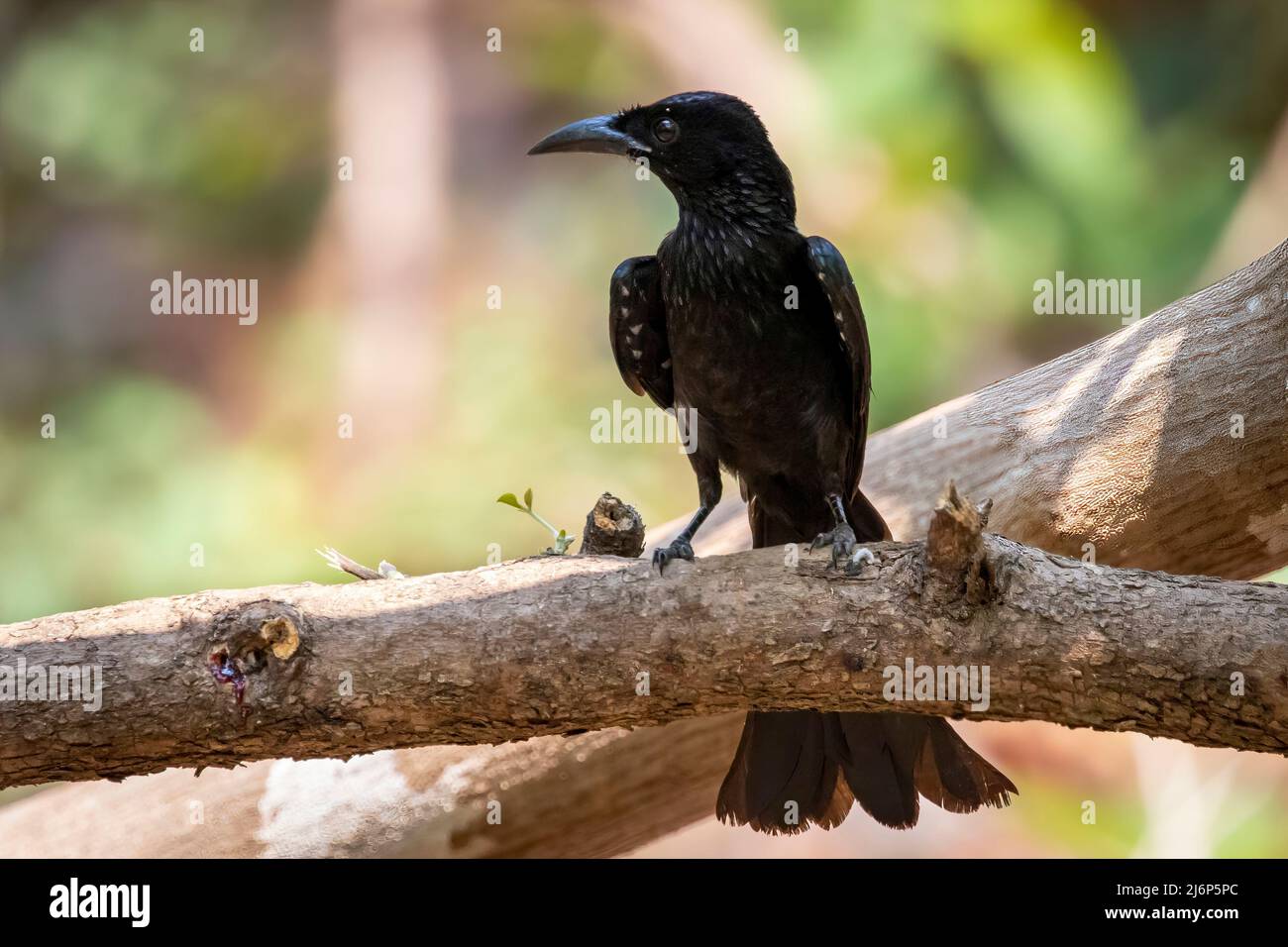 Image d'un oiseau drongo piquant sur une branche d'arbre sur fond de nature. Animaux. Banque D'Images