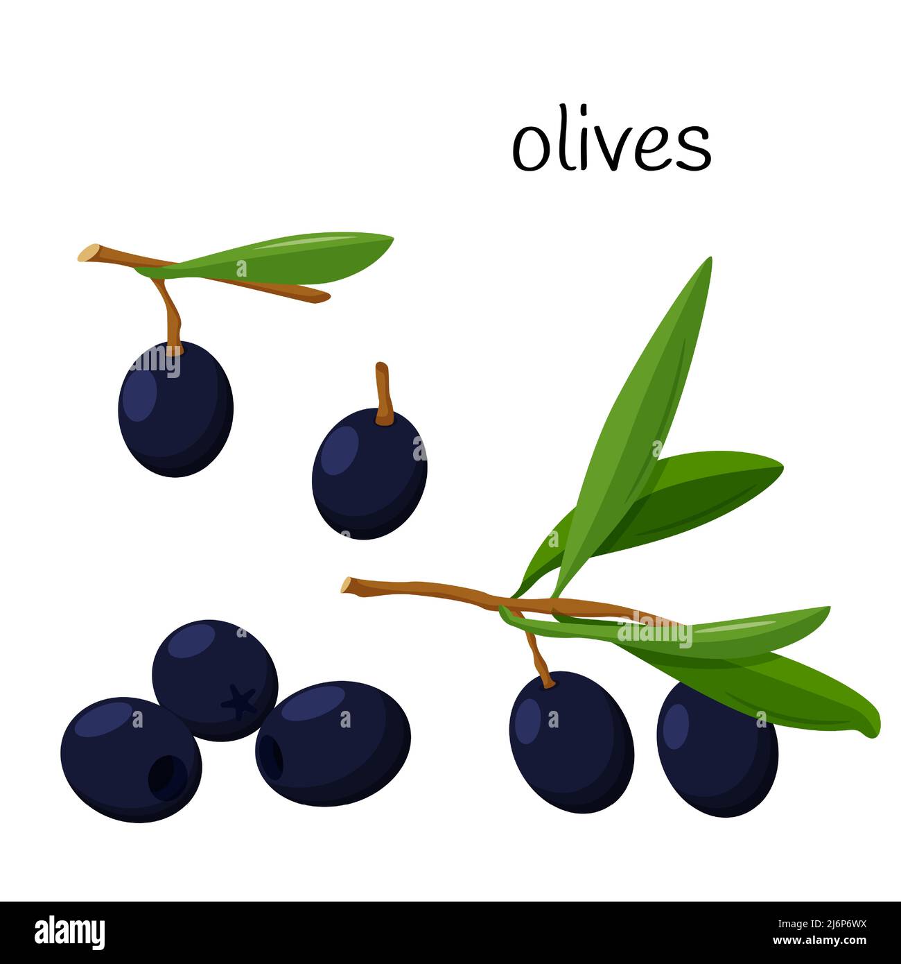 Olives noires. Entier sur une branche avec des feuilles, olives dénoyautées. Ingrédient, un élément pour la conception des emballages alimentaires, des recettes et des menus. Isolé sur W Illustration de Vecteur