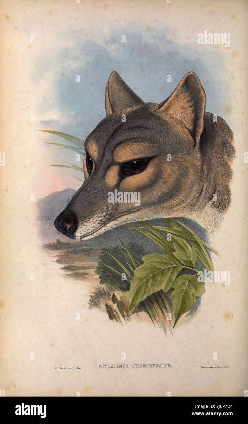 ÉTEINT la thylacine (Thylacinus cynocephalus) est un marsupial carnivore éteint originaire du continent australien et des îles de Tasmanie et de Nouvelle-Guinée. Le dernier animal vivant connu a été capturé en 1930 en Tasmanie. Il est communément connu sous le nom de l'œuvre d'histoire naturelle du tigre de Tasmanie tirée du livre « les mammifères de l'Australie » par John Gould, 1804-1881 Date de publication 1863 Éditeur Londres, imprimé par Taylor et Francis, pub. Par l'auteur Volume 1 (1863) Banque D'Images