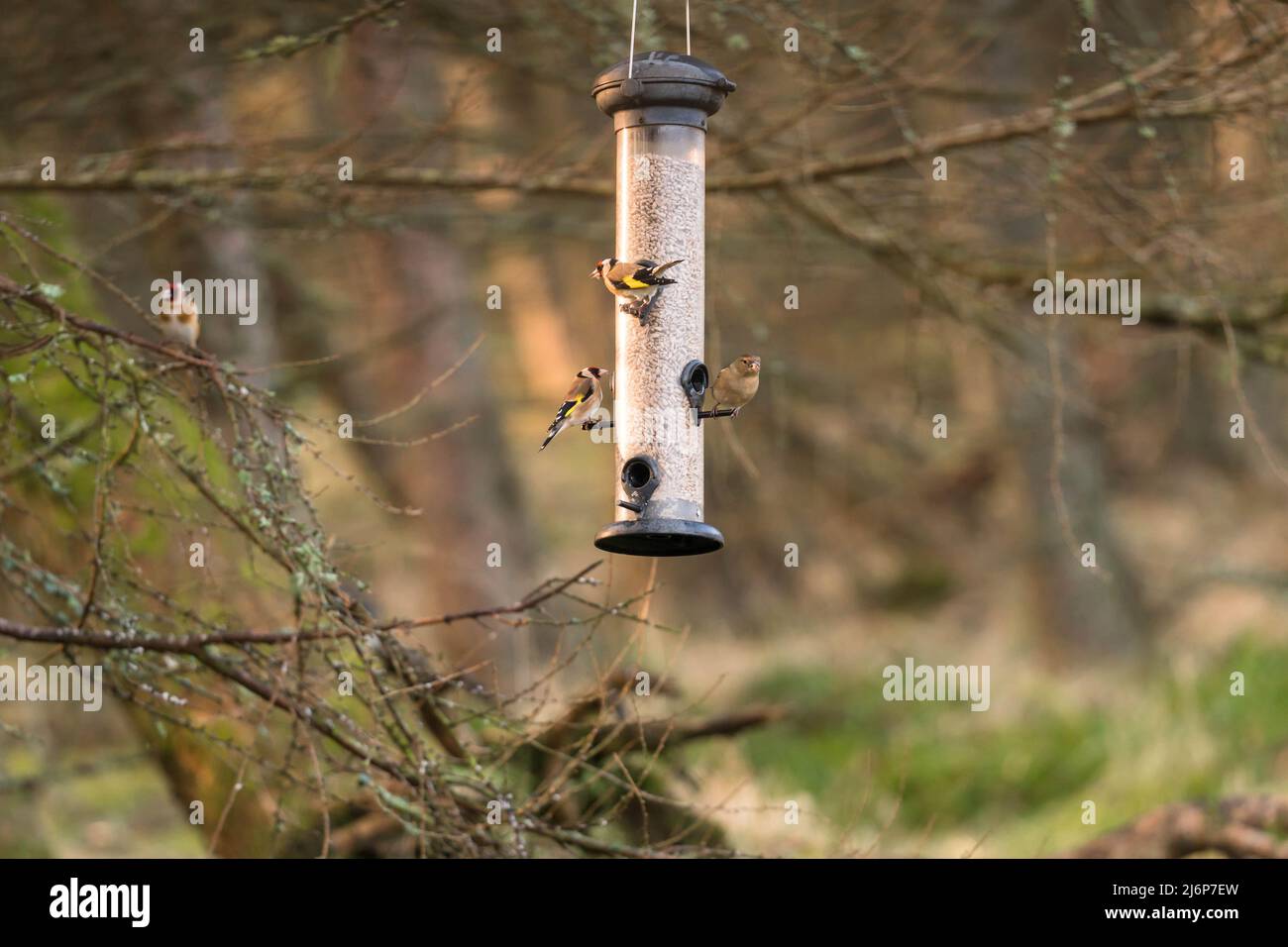 Goldfinch (Carduelis carduelis) et Chaffinch femelle (Fringilla coelebs) sur le convoyeur. Perthshire Ecosse Royaume-Uni. Mars 2022. Banque D'Images