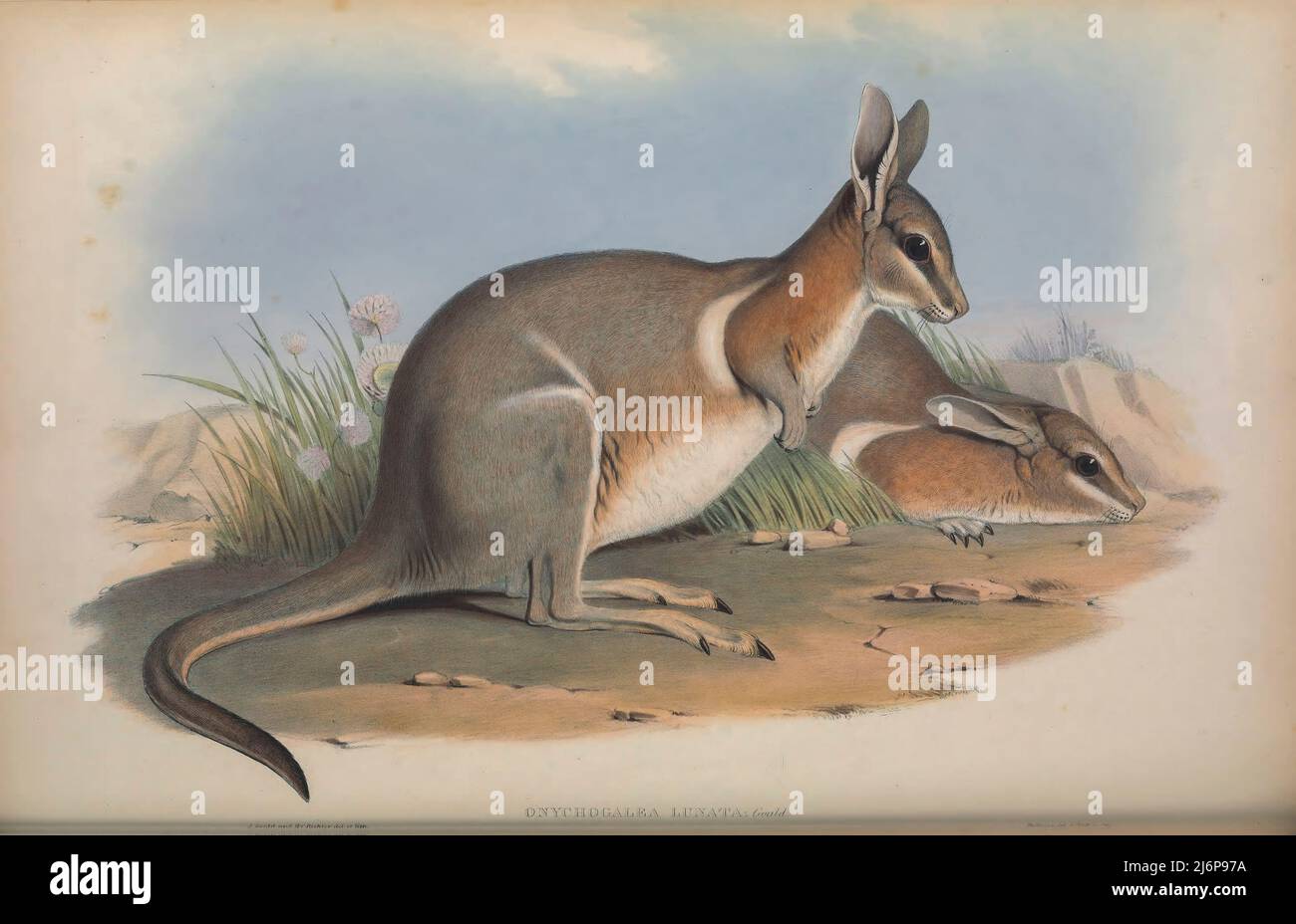 ÉTEINT le wallaby à queue de croissant, également connu sous le nom de vermillepertuis (Onychogalea lunata), était une petite espèce de marsupial qui se broutait sur les herbes dans les broussailles et les bois du sud-ouest et du centre de l'Australie. Ils étaient communs en Australie occidentale avant leur disparition au début du 20th siècle et persistaient dans les déserts centraux jusqu'au moins en 1950s. Le pelage était doux et soyeux et une coloration gris cendré, en partie soulignée avec des tons rufous. Il y avait des morceaux de fourrure clairs et sombres à travers le corps, les croissants ressemblant à une lune qui inspiraient leurs noms, et avaient des rayures attrayantes sur Banque D'Images