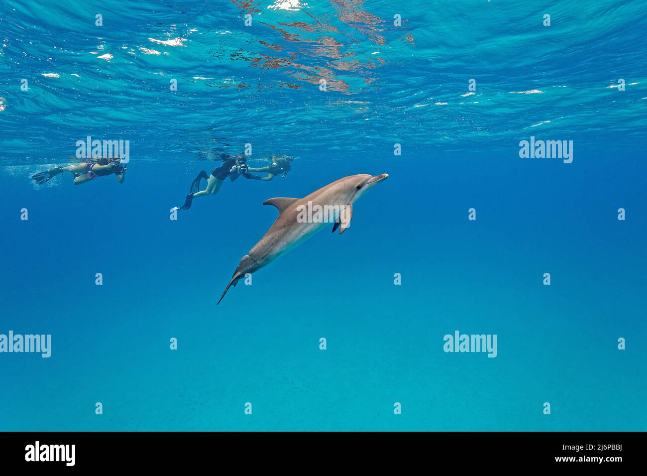 Ronfleurs nageant avec le dauphin à pois de l'Atlantique (Stenella frontalis), Grand Bahama, Bahamas, Caraïbes Banque D'Images