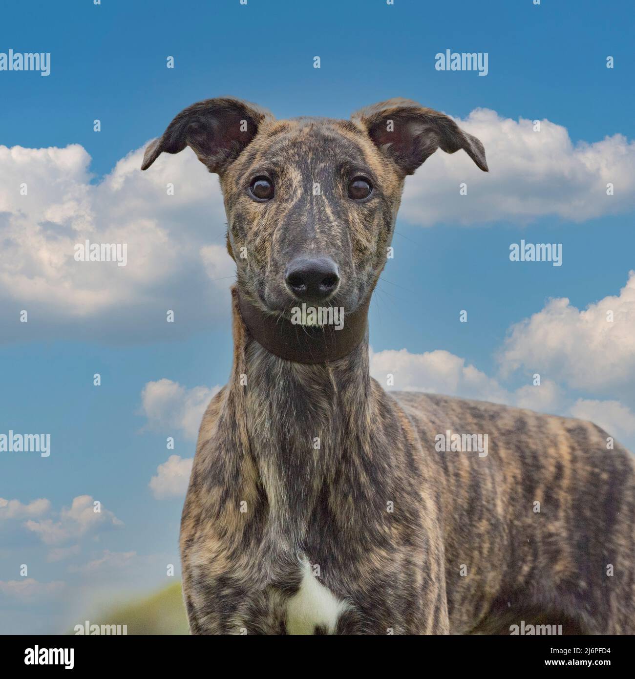 Lurcher Banque D'Images