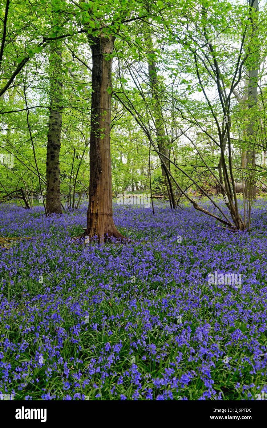 Des cloches, jacinthoides non scripta, fleurissent dans les bois des collines de Surrey, en Angleterre, au Royaume-Uni Banque D'Images