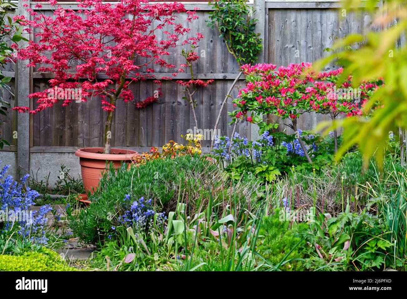 Un jardin anglais privé au printemps avec divers arbustes entrant dans la feuille et la fleur Banque D'Images