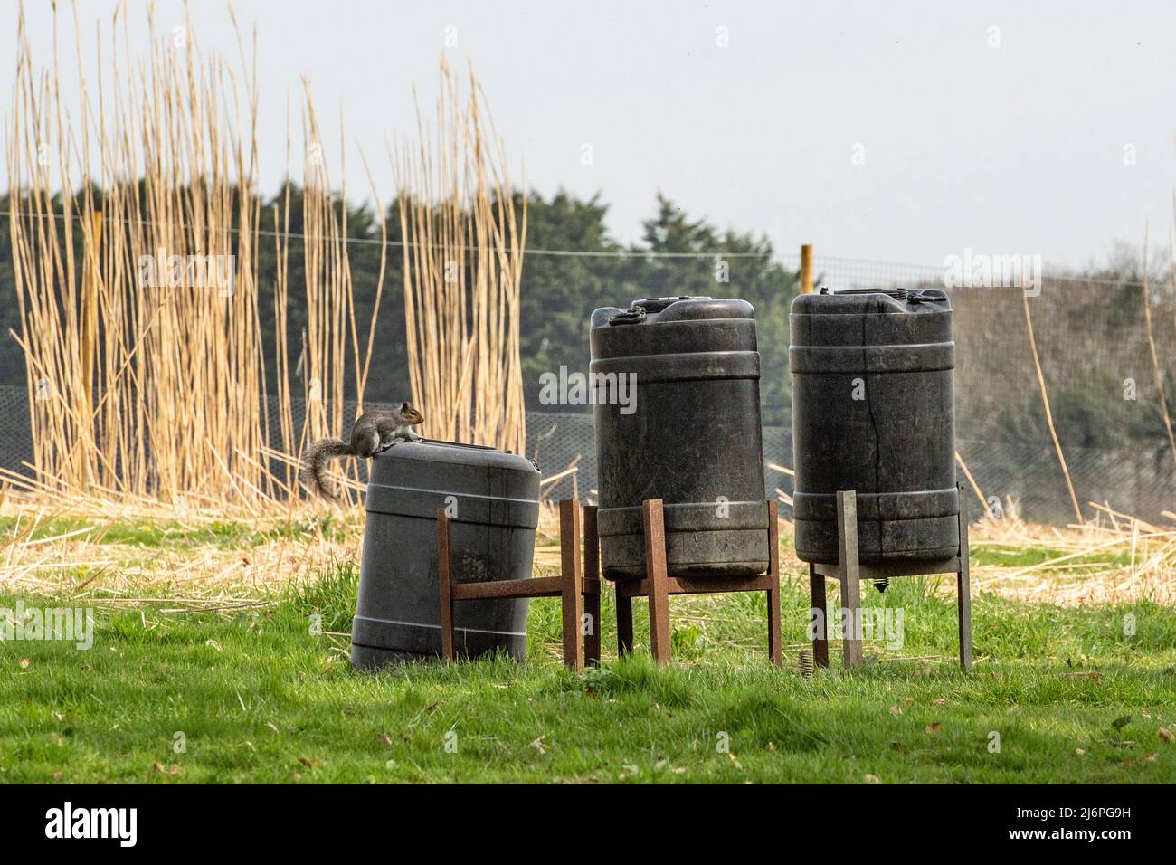 écureuil qui vole du mangeoire à faisan Banque D'Images