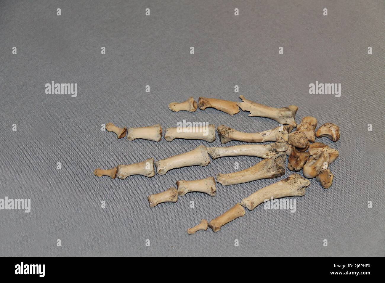 Les os d'un squelette de main humaine. Banque D'Images