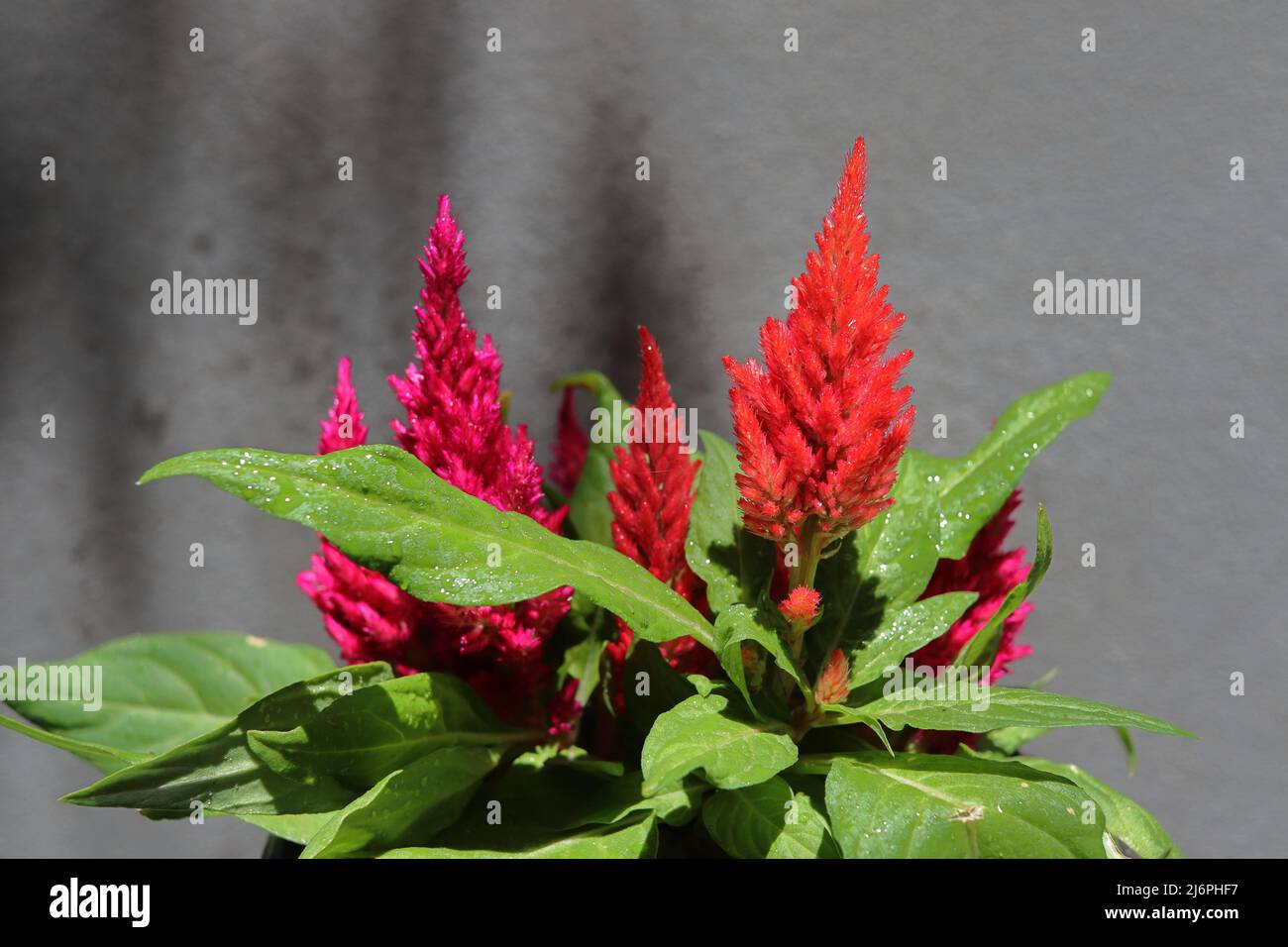 Celosia. Plante d'origine tropicale de la famille des Amaranthaceae Banque D'Images